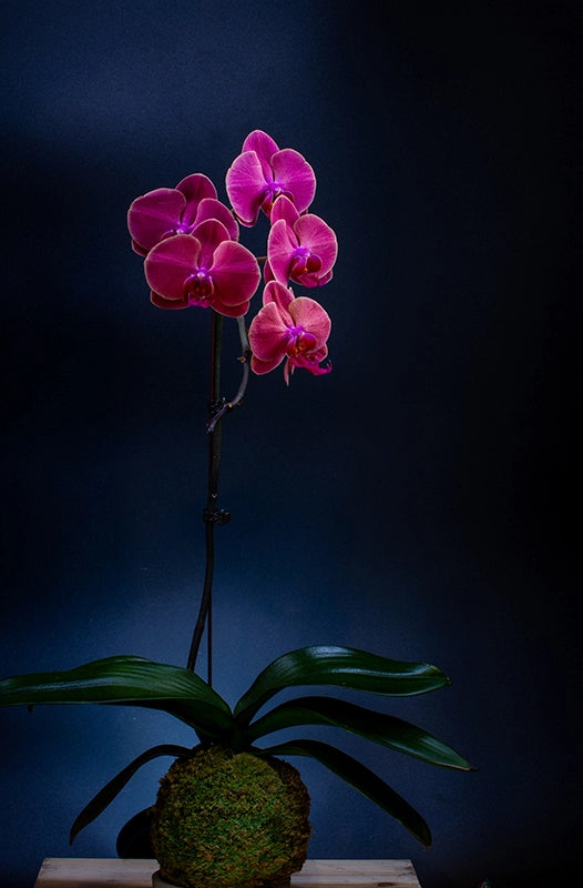 Ran Orchid