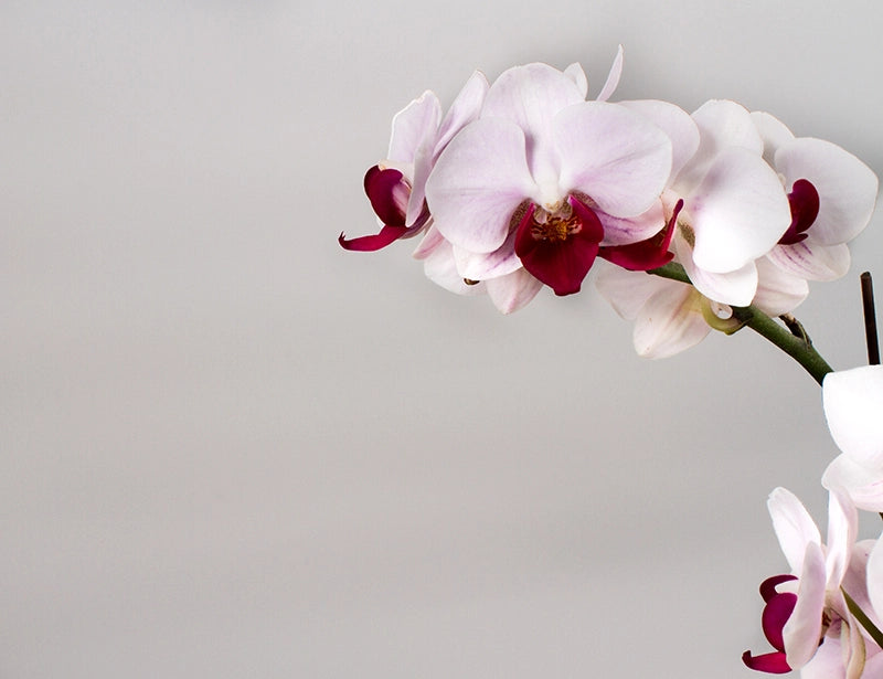 1菖白色小紅點蝴蝶蘭花 | Flower Actually