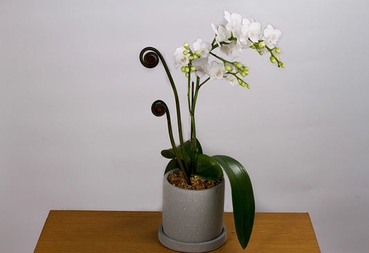 一菖白色小蝴蝶蘭花 | Flower Actually