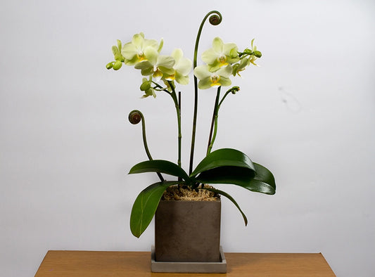 黃色1菖小蝴蝶蘭花 |Flower Actually