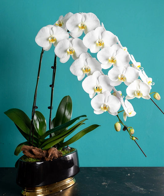 Glad You Exist Phalaenopsis Orchid