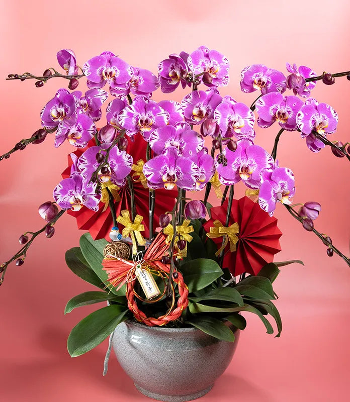 Gong Hei Fat Choi Phalaenopsis Orchid