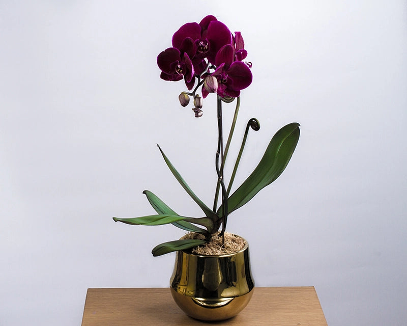 Miss Velvety Phalaenopsis Orchid