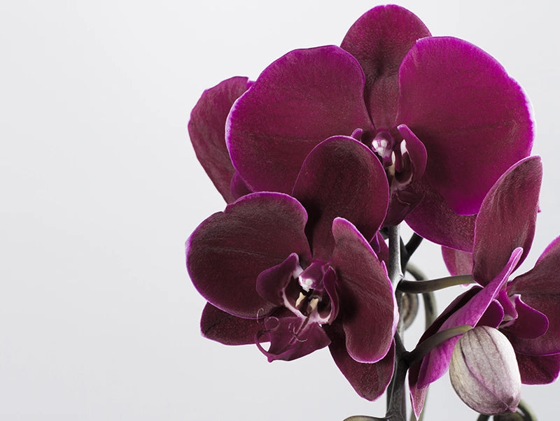 Miss Velvety Phalaenopsis Orchid