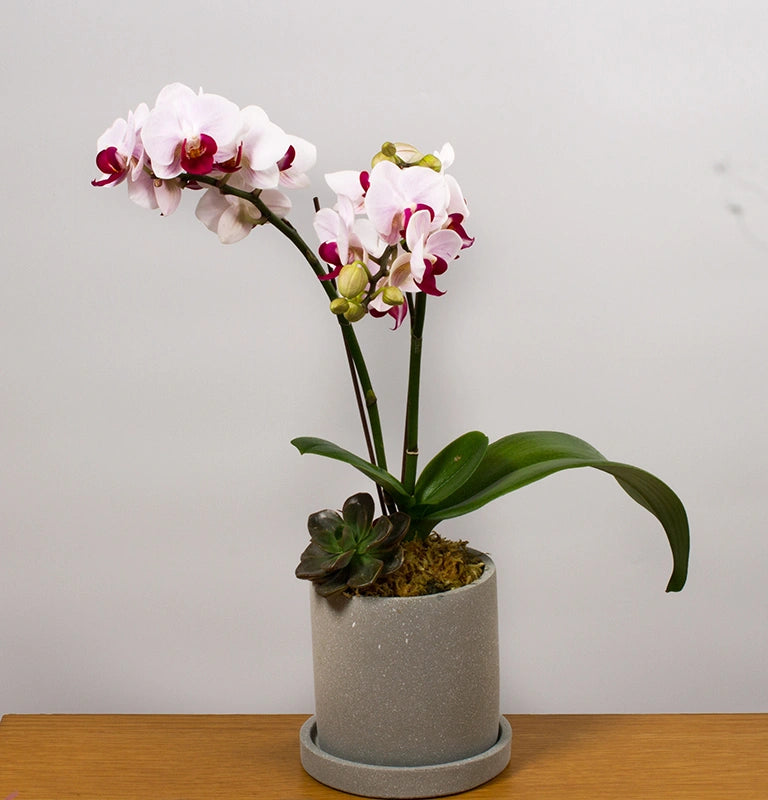 Purity Phalaenopsis Orchid