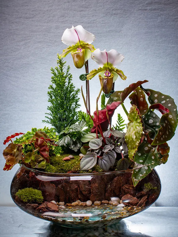 The Jungle Book Terrarium