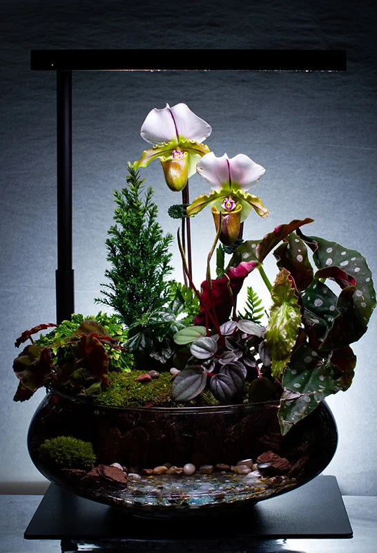 The Jungle Book Terrarium