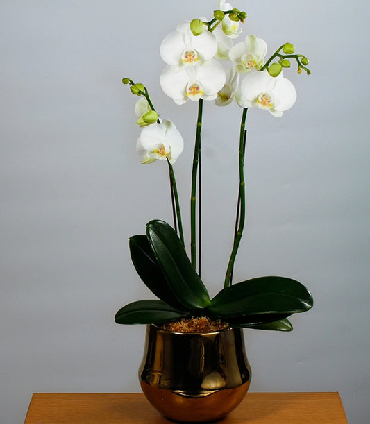 The Swan phalaenopsis orchid
