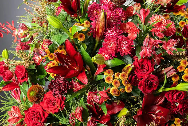 Burgundy beginning grand opening flower closeup